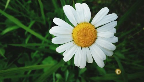 Close-up of white daisy