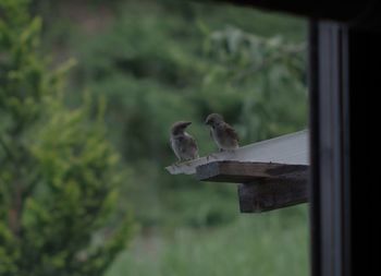 Close-up of monkey on a tree