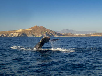 View of turtle swimming in sea against clear sky