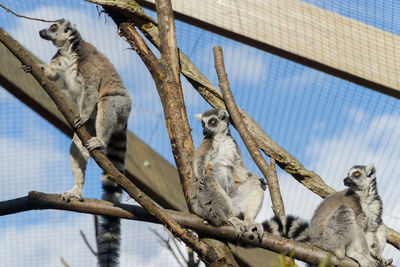 Low angle view of birds sitting on tree