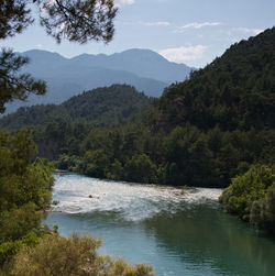 Scenic view of river amidst trees against sky