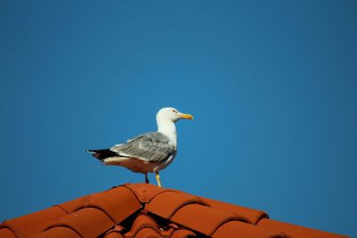Low angle view of seagull perching on roof against clear sky