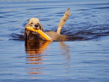 Duck swimming in lake