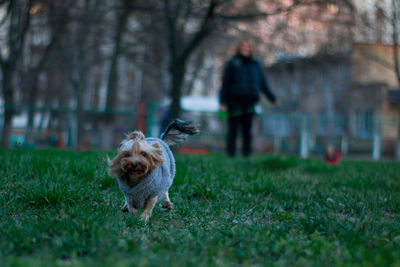 Dog running on grass