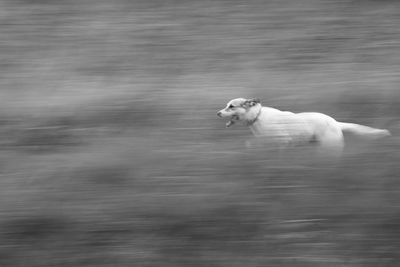 Dog on field