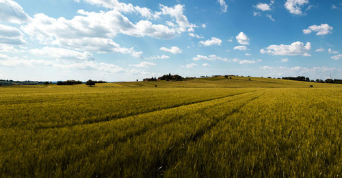 Scenic view of agricultural field against sky