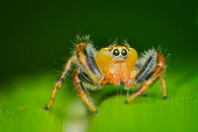 Close-up of spider