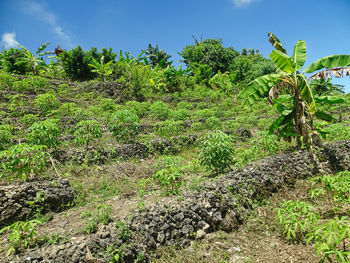 Plants growing on field