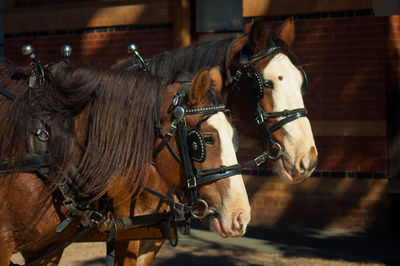 Close-up of horses