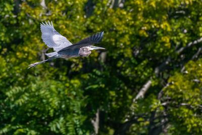 High angle view of bird flying