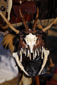 animal