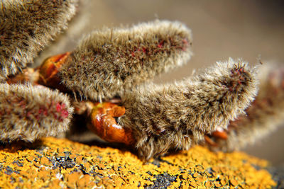 Close-up of insect on flower