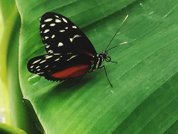 Close-up of butterfly on leaf