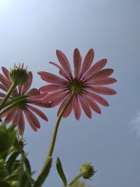 Low angle view of flowering plant against sky