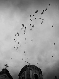 Low angle view of bird flying against sky