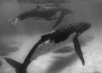 View of fishes swimming in sea