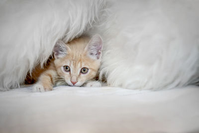 A cute domestic kitten plays on the bed in a blanket. the home life of an adorable kitten