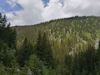 Pine trees in forest against sky