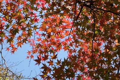 Low angle view of maple tree