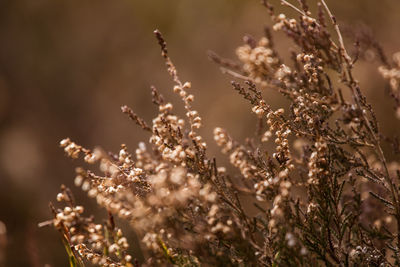 Close-up of flowering plant on field