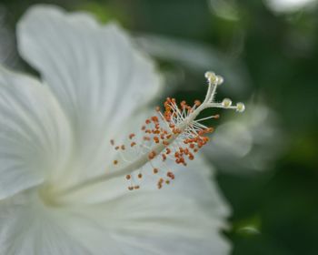 Close-up of insect on flower