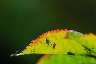 Close-up of green leaves on plant during autumn