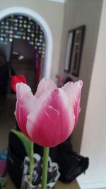 Close-up of pink flowers