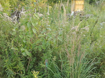 High angle view of flowering plants on field