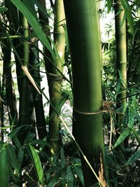 Close-up of bamboo plants in forest