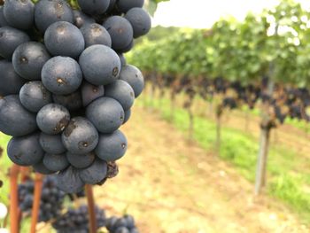 Close-up of grapes in vineyard