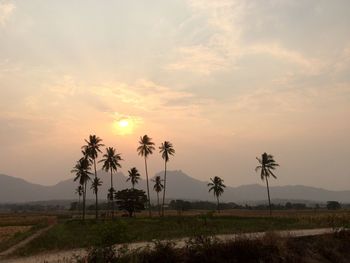 Palm trees on landscape against sky at sunset