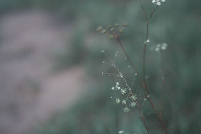 Close-up of frozen plant on land