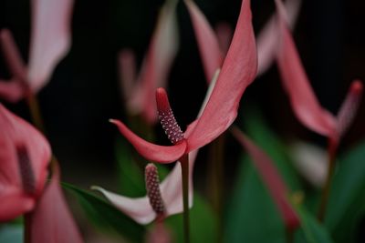 Close-up of pink flowering plant