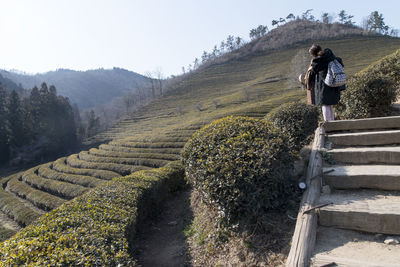 Rear view of woman standing on steps at boseong green tea field