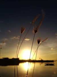 Close-up of stalks against orange sky