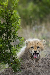 Portrait of cheetah cub on field