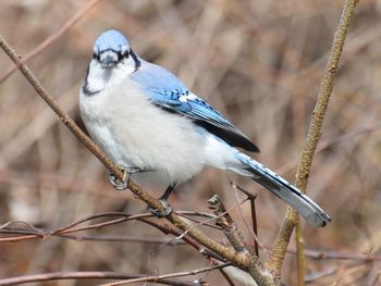 Close-up of bird perching on branch