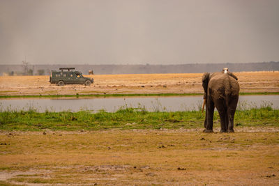 An elephant against a safari vehicle in the savannah grasslands of amboseli national park in kenya