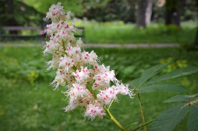 Close-up of pink flowering plant