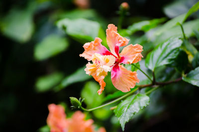 Close-up of hibiscus blooming outdoors