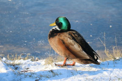 Close-up of duck on snow covered land