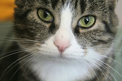 Close-up portrait of cat