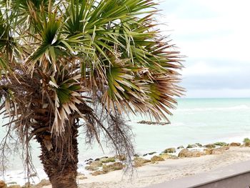 Palm trees on beach against sky