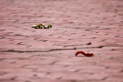 Close-up of caterpillar on sand