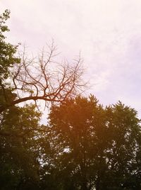 Low angle view of trees against sky