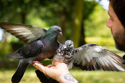 Pigeons eating nuts from hand