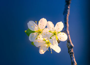 A beautiful plum tree blossom in the spring morning.