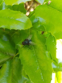 Close-up of housefly on leaf