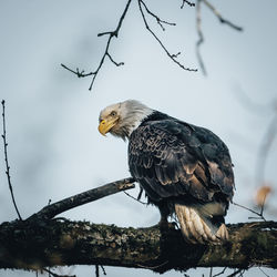 Low angle view of eagle perching on branch