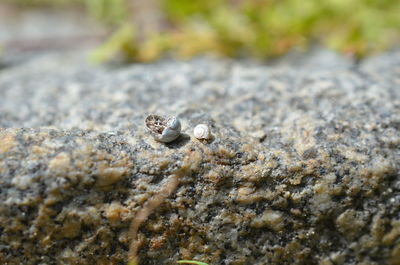 Close-up of lizard on rock